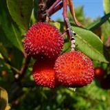 Arbutus Unedo - Corbezzolo -