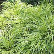 Carex