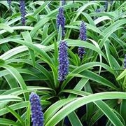 Liriope