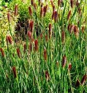 Pennisetum Red Bunny Tails