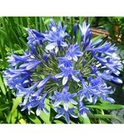 Agapanthus Blue Triumphator