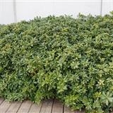 Pittosporum