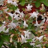 Abelia