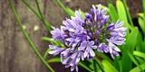 Agapanthus: come coltivarlo e curarlo