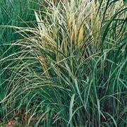 Miscanthus