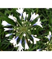 Agapanthus Twister